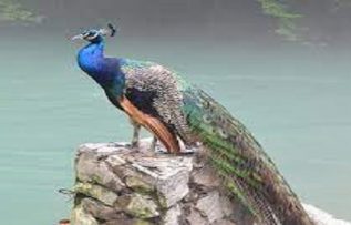 Rüyada Tavus Kuşu Görmek