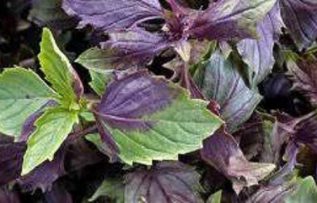 Rüyada Tere Otu Görmek