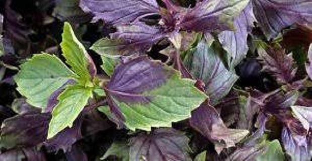 Rüyada Tere Otu Görmek