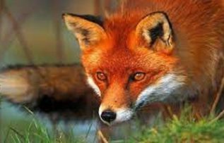 Rüyada Tilki Görmek