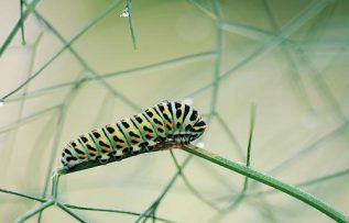 Rüyada Tırtıl Görmek