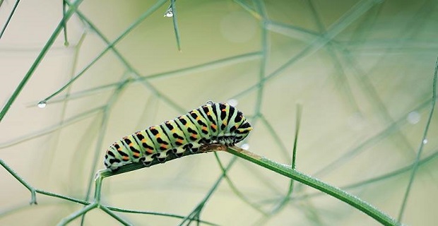 Rüyada Tırtıl Görmek