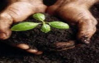 Rüyada Tohum Dikmek