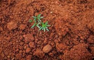 Rüyada Toprak Yemek