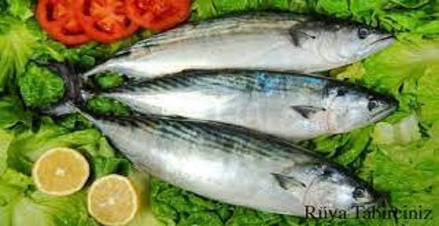 Rüyada Torik Balığı Görmek