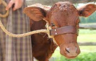 Rüyada Tosun Görmek