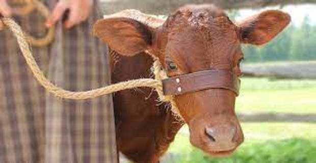 Rüyada Tosun Görmek