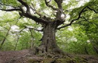 Rüyada Tuba Ağacı Görmek