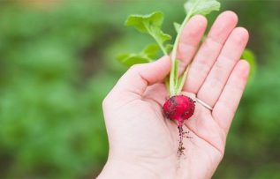 Rüyada Turp Görmek