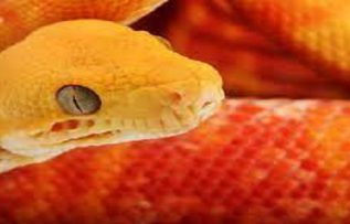 Rüyada Turuncu Yılan Görmek