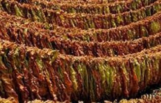 Rüyada Tütün Görmek