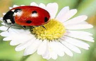 Rüyada Uğur Böceği Görmek