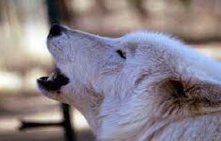 Rüyada Uluma Duyduğunu Görmek