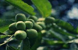 Rüyada Ünnap Ağacı Görmek