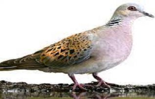 Rüyada Üveyik Kuşu Görmek