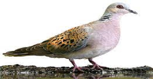 Rüyada Üveyik Kuşu Görmek