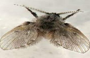 Rüyada Üvez Böceği Görmek