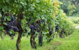 Rüyada Üzüm Bağı Görmek