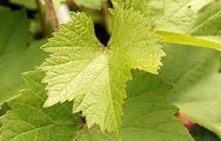 Rüyada Üzüm Yaprağı Görmek