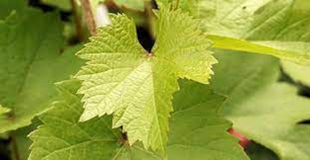 Rüyada Üzüm Yaprağı Görmek