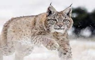 Rüyada Vaşak Görmek