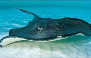 Rüyada Vatoz Balığı Görmek