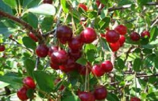 Rüyada Vişne Ağacı Görmek