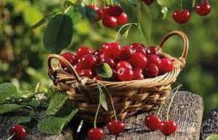 Rüyada Vişne Görmek