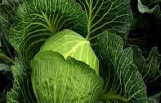 Rüyada Yeşil Lahana Görmek