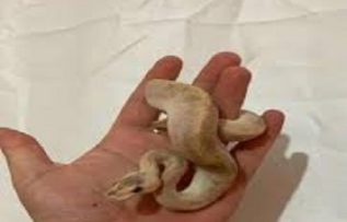 Rüyada Yılan Beslemek