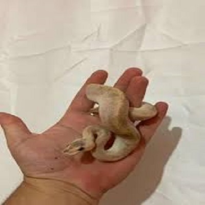 Rüyada Yılan Beslemek