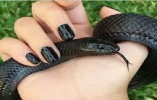 Rüyada Yılanla Konuşmak