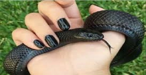 Rüyada Yılanla Konuşmak