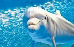 Rüyada Yunus Balığı İle Yüzmek