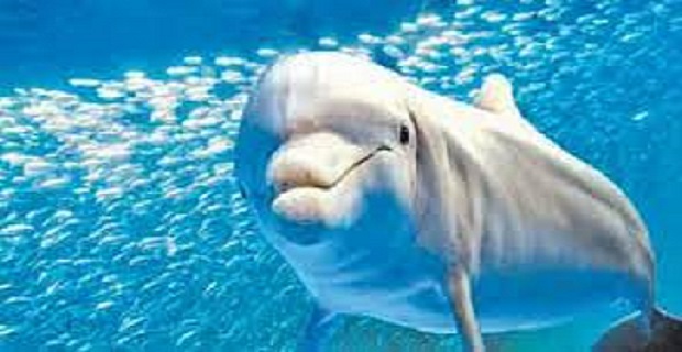 Rüyada Yunus Balığı İle Yüzmek