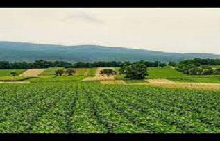 Rüyada Tarla görmek