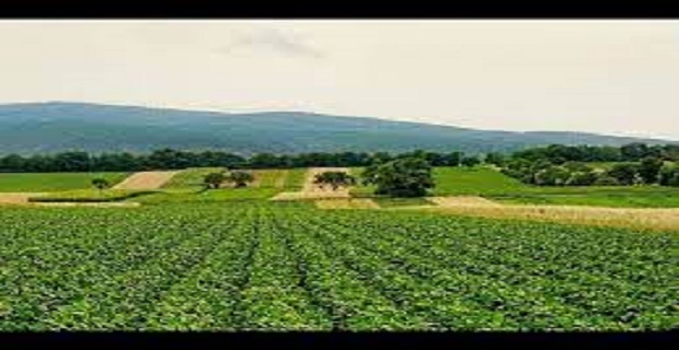 Rüyada Tarla görmek