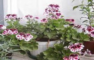 Rüyada Sardunya Görmek