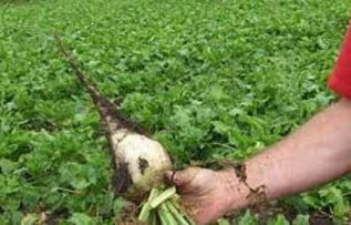 Rüyada Şeker Pancarı Görmek