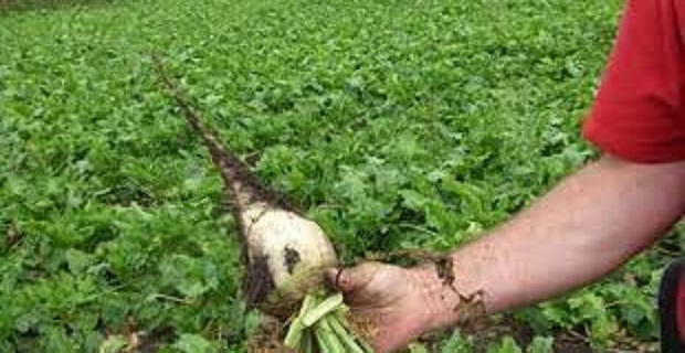 Rüyada Şeker Pancarı Görmek