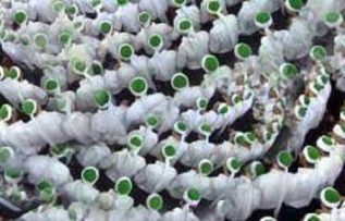 Rüyada Şeyh Görmek