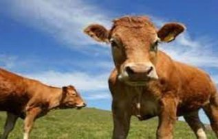 Rüyada Tosun Görmek