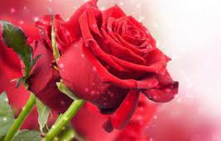 Rüyada Yaban Gülü Görmek