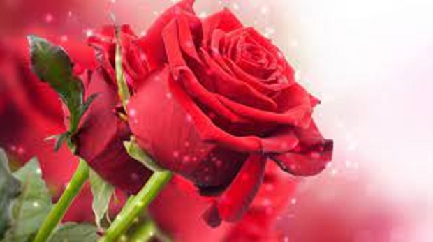 Rüyada Yaban Gülü Görmek