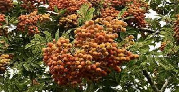 Rüyada Yaban İğdesi Görmek