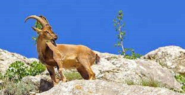 Rüyada Yaban Keçisi Görmek