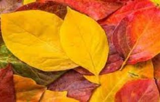 Rüyada Yaprak Görmek