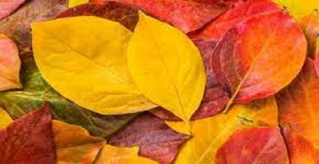 Rüyada Yaprak Görmek