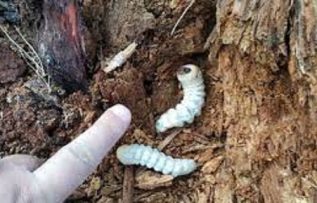 Rüyada Yaprak Kurdu Görmek