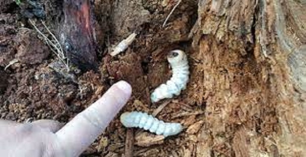 Rüyada Yaprak Kurdu Görmek